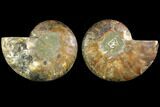 Sliced Ammonite Fossil - Agatized #116789-1